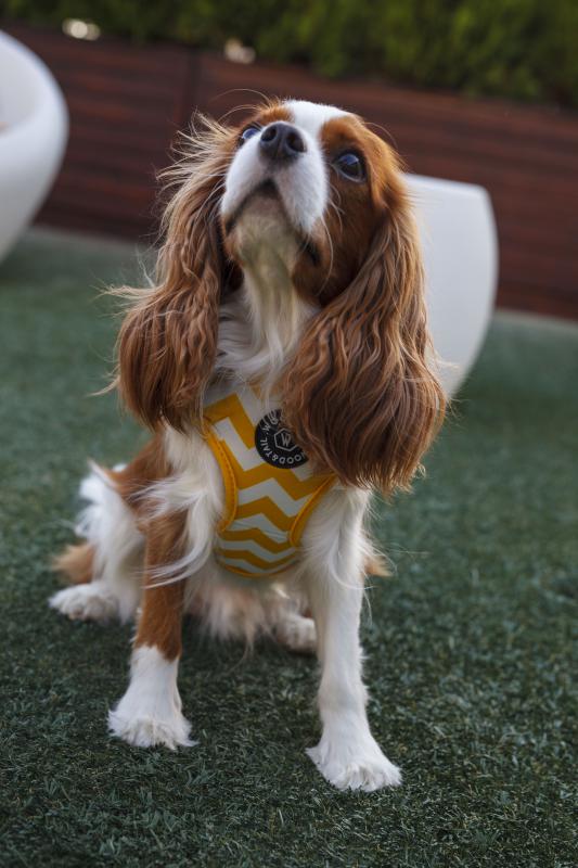 Yellow%20Ziggy%20Göğüs%20Tasması
