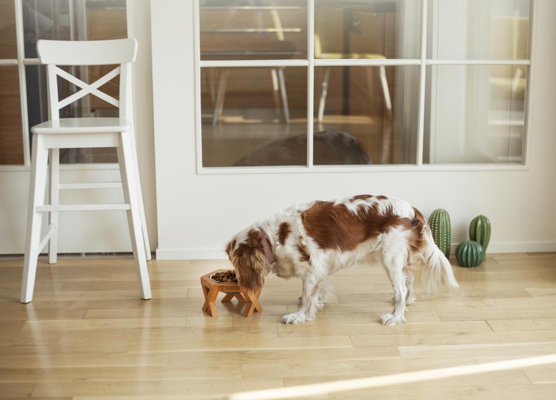 Ahşap Tasarım KediKöpek Mama ve Su Kabı Modern Pet Furniture
