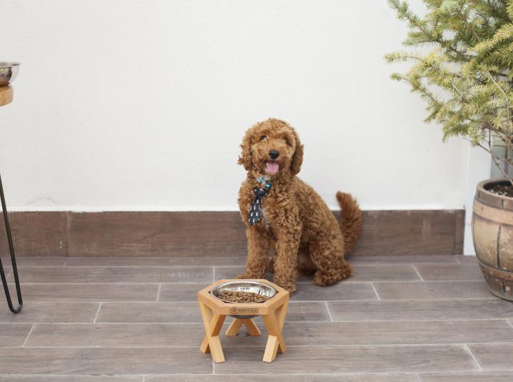 Ahşap Tasarım Kedi-Köpek Mama ve Su Kabı