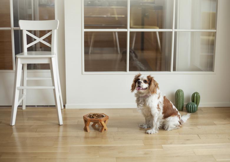 Ahşap Tasarım Kedi-Köpek Mama ve Su Kabı