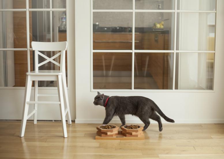 Ahşap Tasarım Kedi-Köpek Mama ve Su Kabı