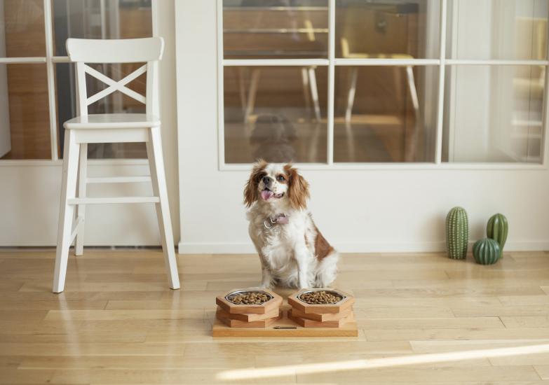 Ahşap Tasarım Kedi-Köpek Mama ve Su Kabı